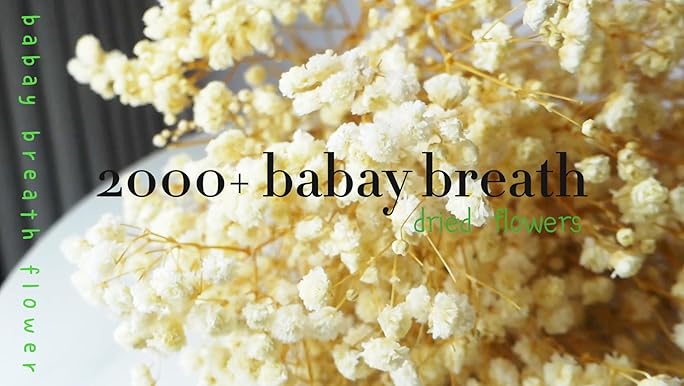 Amazon.com: 2000+ Dried Babys Breath Flowers Bulk - 17